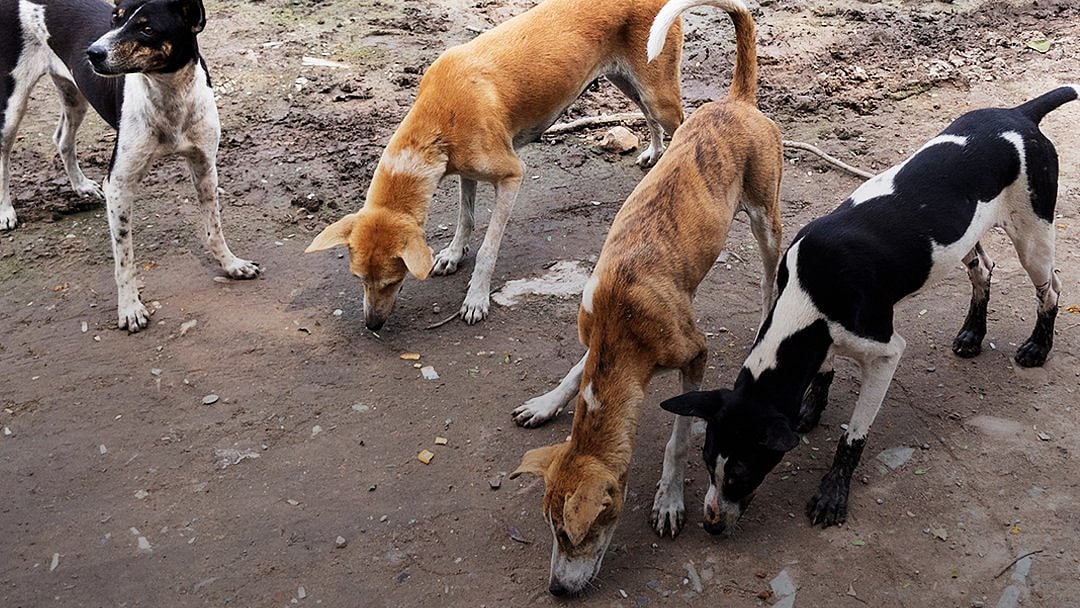 ஏன் உங்கள் வீட்டிலேயே தெருநாய்களுக்கு உணவளிக்கக் கூடாது? - உச்சநீதிமன்றம் சரமாரி கேள்வி!