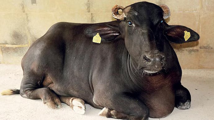 சட்டீஸ்கர் | 11 ஆண்டுகளுக்கு முன் உருவாக்கப்பட்ட க்ளோன் எருமை.. கிளம்பிய சந்தேகம்!