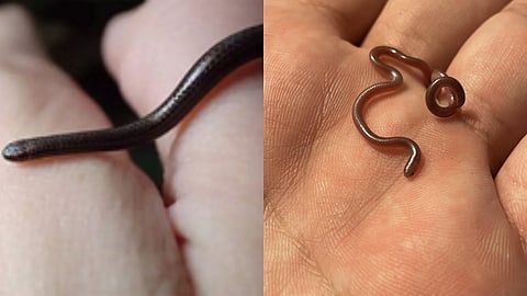 world smallest snake - Barbados thread snake 