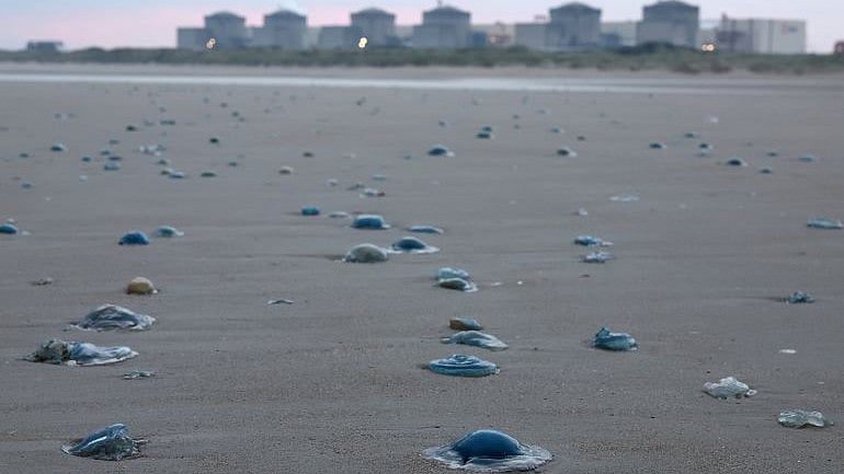 ஜெல்லி மீன்கள் படையெடுப்பு.. பிரான்சில் அணுமின் நிலையம் மூடல்!