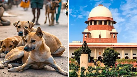 தெருநாய்கள் பிரச்னை