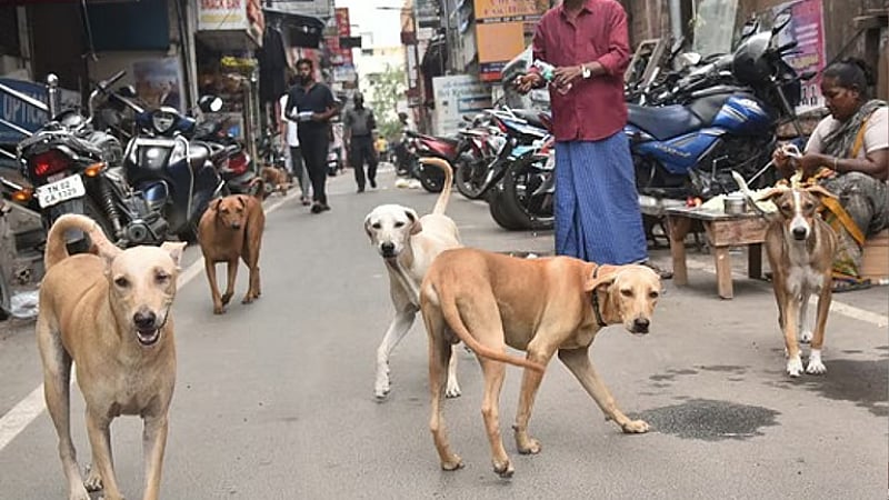 5 ஆண்டுகளாக
அதிகரிக்கும் நாய்க்கடி..
தினமும் 900 நாய்க்கடி சம்பவங்கள் பதிவு.. எங்கு தெரியுமா?