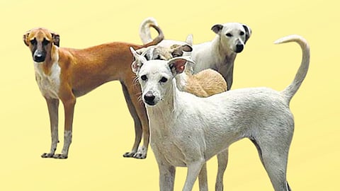 தெருநாய்கள்