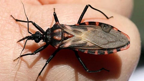 Deadly Kissing Bugs spreading across US
