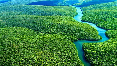 protesting against amazon deforestation environmental activists mysteriously died