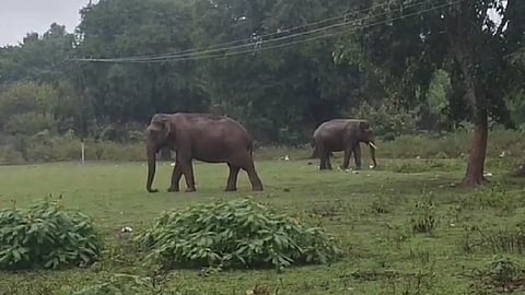 Two wild elephants enter residential area near Gudalur – villagers panic
