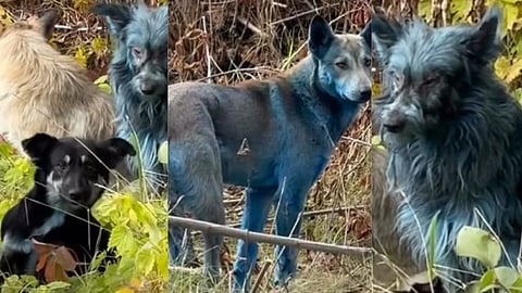 ukraine chernobyls blue dogs go viral mystery stuns