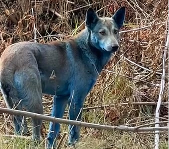 ukraine chernobyls blue dogs go viral mystery stuns