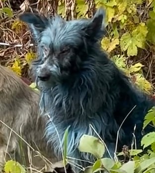 ukraine chernobyls blue dogs go viral mystery stuns