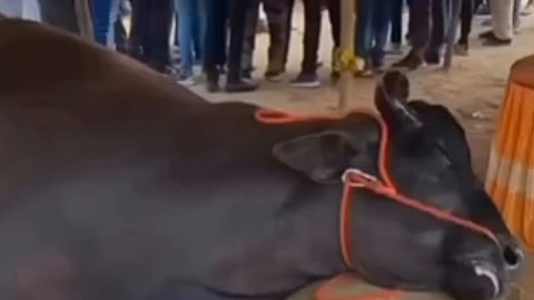 rs 21 crore buffalos death at rajasthan pushkar fair