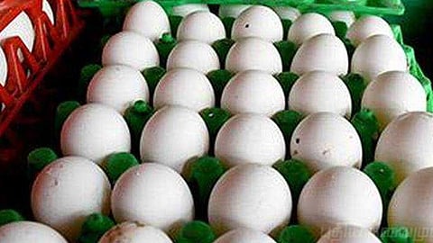 புதிய உச்சம் தொட்ட முட்டை விலை