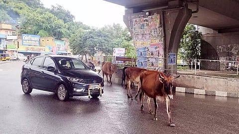 சாலைகளில் சுற்றித்திரியும் மாடுகளை பொதுஏலத்தில் விட உத்தரவு