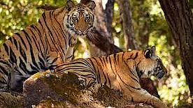 India Lost 166 Tigers in 2025
