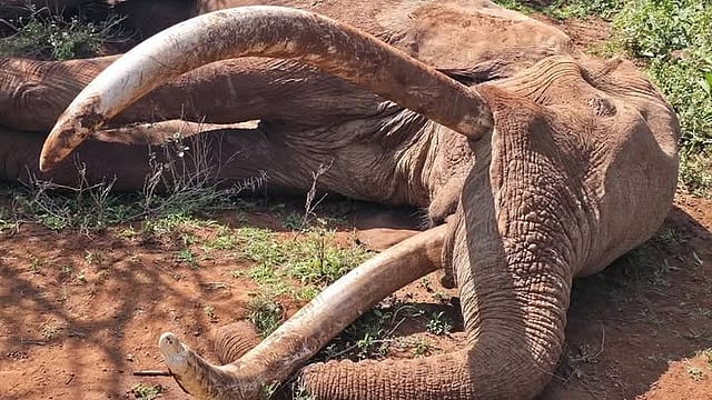 க்ரெய்க் யானை