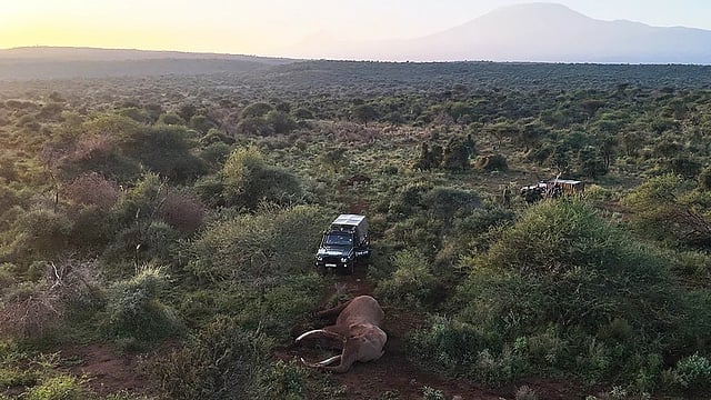 க்ரெய்க் யானை