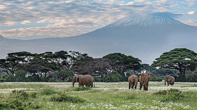 அம்போசெலி தேசியப் பூங்கா, கென்யா