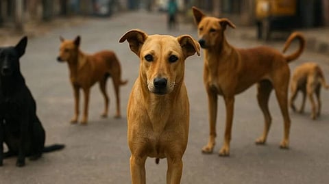 தெரு நாய்கள்