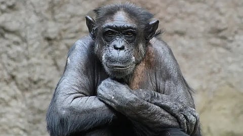 Genius Chimpanzee Ai Dies In Japan At 49