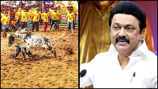 ஜல்லிக்கட்டு, மு.க.ஸ்டாலின்