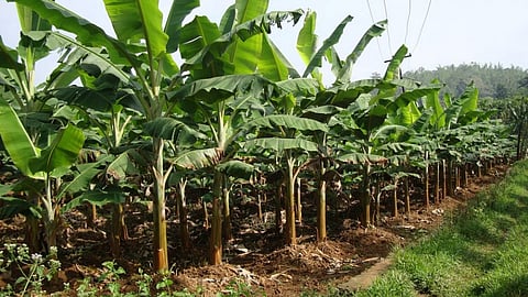 NRCB has unveiled a new banana variety Kaveri Poovan