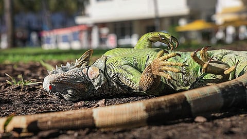 அமெரிக்காவில் குளிரை தாங்கமுடியாமல் உறைந்துபோய் கீழே விழும் இகுவானாக்காள்