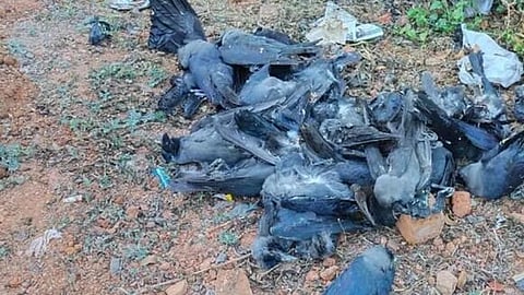 Bird Flu Confirmed as Cause of Crow Deaths in Chennai