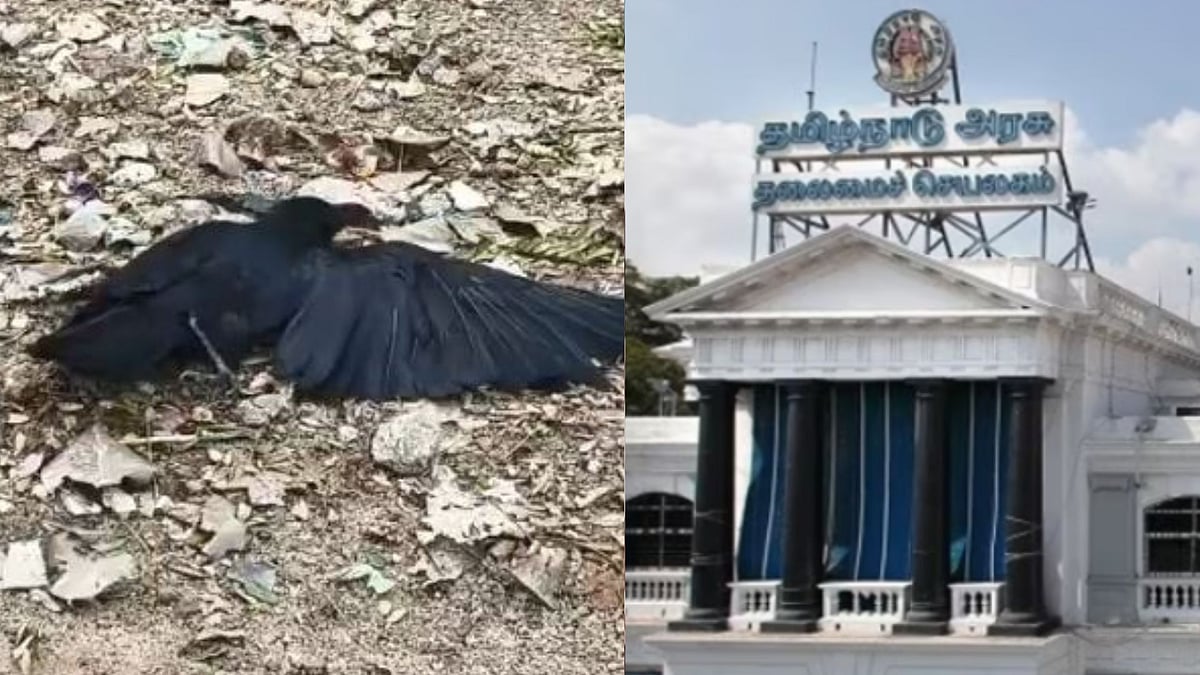 சென்னை | கொத்துக் கொத்தாக மடியும் காகங்களால் ஆபத்து.. தமிழக அரசுக்கு மத்திய அரசு அவசரக் கடிதம்!