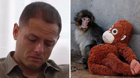 PUNCH குரங்கிற்காக கண்ணீர்விட்ட கால்பந்து வீரர்