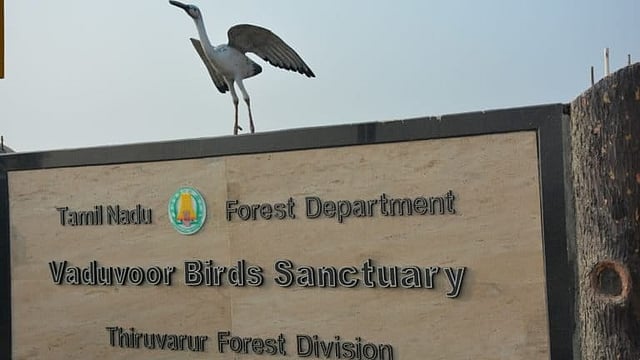 Vaduvur Birds Sanctuary, Thiruvarur 