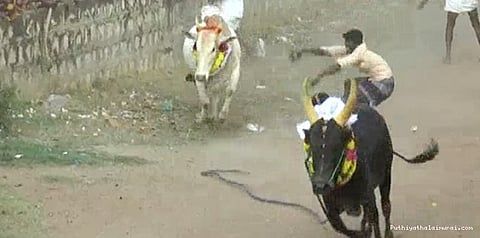 அனுமதியின்றி காளைகளை அவிழ்த்துவிட்டதாக 16 பேர் மீது வழக்கு