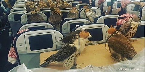 இளவரசருடன் விமானத்தில் பறந்த 80 பருந்துகள்..!