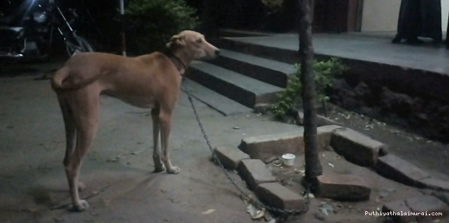 நாயை காணல சார்: போலீஸ் ஸ்டேஷனில் நடந்த ’குபுக்’ பஞ்சாயத்து!