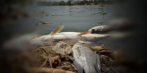 30,000 மீன்கள் செத்து மிதக்கும் ஹைதராபாத் ஏரி