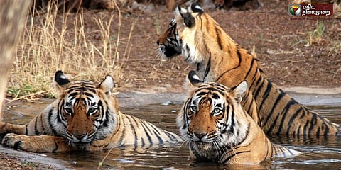 சர்வதேச புலிகள் தினம் 