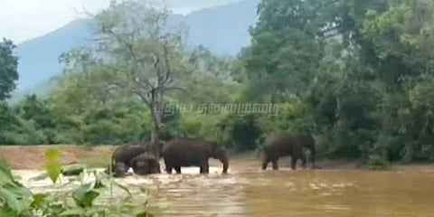 ஏரியில் யானைகள் போட்ட ஆனந்த குளியல்