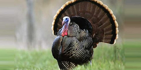 தீபாவளிக்கு விருந்து படைக்க காத்திருக்கும் வான்கோழிகள்