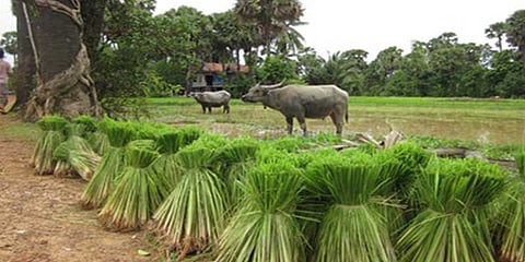 சாலையை சீரமைக்க நாற்று நடும் நூதன போராட்டம்