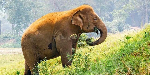 சாலையில் சுற்றித்திரிந்த ஒற்றை யானையால் அச்சம்