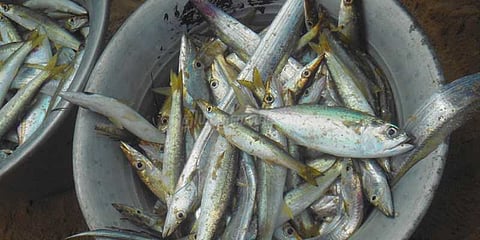 கொடைக்கானல் ஏரி மீன்களில் பாதரசம் கலப்பு