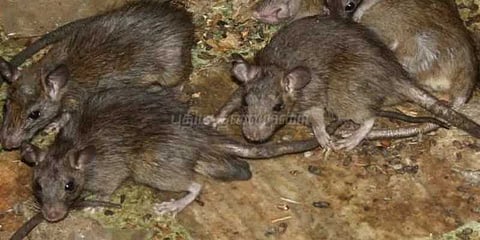 விருத்தாசலம் ஒழுங்குமுறை விற்பனைக் கூடத்தில் எலித் தொல்லை: விவசாயிகள் வேதனை