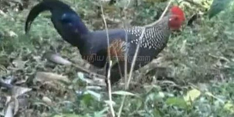 சுற்றுலா பயணிகளை கவரும் நீளவால் காட்டுக்கோழிகள்