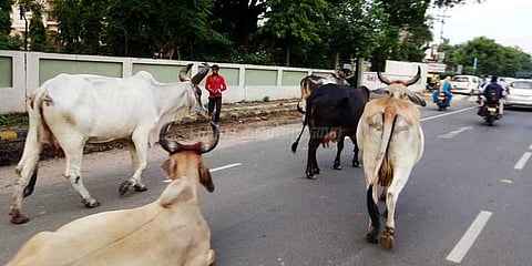 சாலைகளில் கால்நடைகள் திரிந்தால் உரிமையாளருக்கு ரூ.10ஆயிரம் அபராதம்