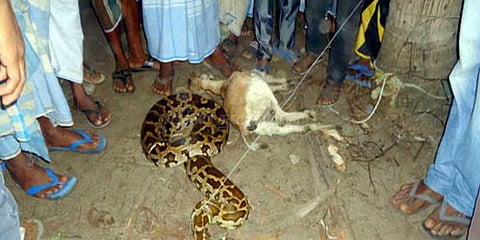 ஏழு அடி நீள மலைப்பாம்புடன் செல்பி எடுத்த பொதுமக்கள்