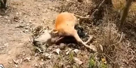 கன்றுக்குட்டியை இழுத்துச்சென்ற சிறுத்தை: அச்சத்தில் பொதுமக்கள்