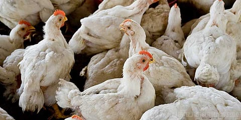 பெங்களூரில் பறவைக்காய்ச்சல்: தமிழக அசைவ பிரியர்கள் அச்சம் 