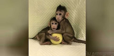 அட்டகாசம் செய்யும் முதல் குளோனிங் குரங்கு: வீடியோ