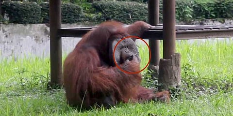 ’தம்’ அடிக்கும் உர்ராங்குட்டான்: மிருகக்காட்சி சாலைக்கு வலுக்கிறது எதிர்ப்பு!