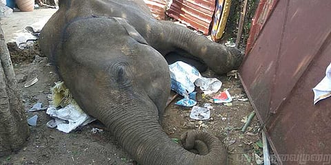 கழிவுநீர் தொட்டியில் சிக்கி யானை உயிரிழப்பு