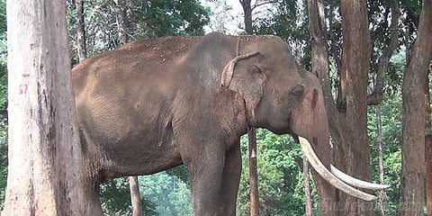 கும்கி யானை vs  காட்டு யானை: நள்ளிரவில் மோதல் ! 