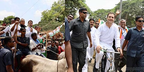 சைக்கிள் ஓட்டி வாக்குசேகரித்த ராகுல்காந்தி